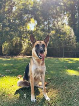 German Shepherd Dog Dogs Available for Adoption in Baton Rouge, Louisiana - River | PetCurious