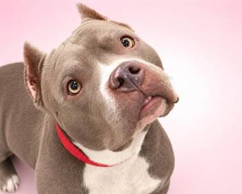 SKAI -  Pit Bull Terrier Dog for Adoption in Fort Lauderdale, Florida - SKAI | PetCurious