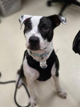 ROCKY -  Staffordshire Bull Terrier Dog for Adoption in Aliquippa, Pennsylvania - ROCKY | PetCurious
