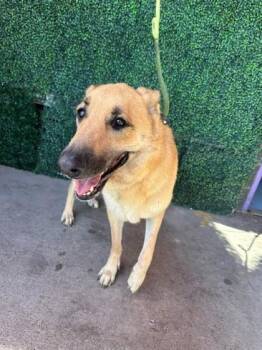 61370448 -  German Shepherd Dog and Mixed Breed Dog for Adoption in El Paso, Texas - 61370448 | PetCurious