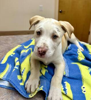 Pooh -  Pit Bull Terrier and Siberian Husky Dog for Adoption in Barton, Vermont - Pooh | PetCurious