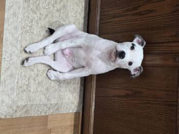 Skip Bo -  Pit Bull Terrier and Rat Terrier Dog for Adoption in St. Clair Shores, Michigan - Skip Bo | PetCurious