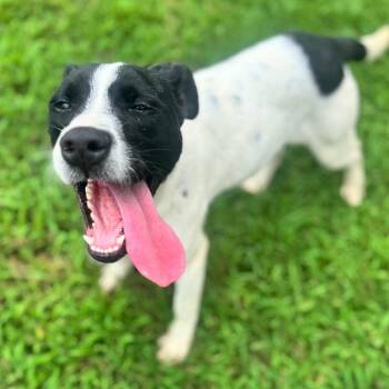 Dixie -  Mixed Breed Dog for Adoption in Brownsboro, Alabama - Dixie | PetCurious