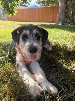 ZITA -  Scottish Terrier Dog for Adoption in Broomfield, Colorado - ZITA | PetCurious