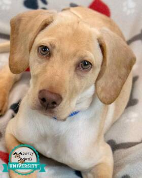 Hunter -  Labrador Retriever and Hound Dog for Adoption in Kennesaw, Georgia - Hunter | PetCurious