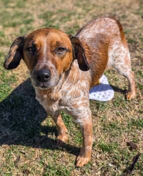 Cattle Dog Dogs Available for Adoption - Darcy | PetCurious