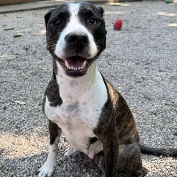 Amber -  Mixed Breed Dog for Adoption in Dayton, Ohio - Amber | PetCurious