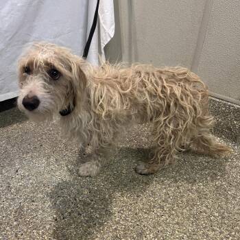 Snoopy -  Terrier Dog for Adoption in San Gabriel, California - Snoopy | PetCurious