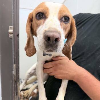 Beagle Dogs Available for Adoption in Chino Hills, California - Mary Cassatt - Chino Hills Location | PetCurious