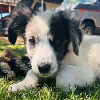 Nola -  Mixed Breed Dog for Adoption in Prescott, Arizona - Nola | PetCurious