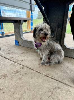 Rescue Terrier and Mixed Breed Dogs for Adoption in Fort Collins, Colorado - Liberty | PetCurious