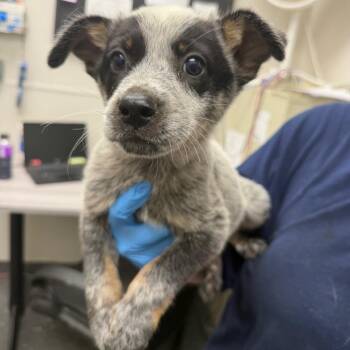 Rocky -  Mixed Breed Dog for Adoption in Columbiana, Alabama - Rocky | PetCurious