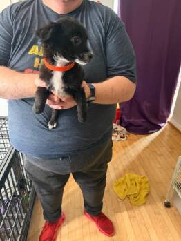 Red Fish -  Chihuahua and Miniature Poodle Dog for Adoption in Partlow, Virginia - Red Fish | PetCurious