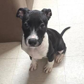 Virginia -  Pit Bull Terrier and Australian Cattle Dog Blue Heeler Dog for Adoption in Nashville, Tennessee - Virginia | PetCurious