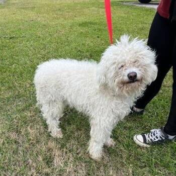 Rescue Poodle Dogs for Adoption in Carencro, Louisiana - Fiddlesticks | PetCurious