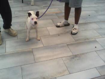 Pit Bull Terrier Dogs Available for Adoption - A1260227 | PetCurious