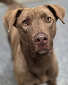 Rescue Chesapeake Bay Retriever and Mixed Breed Dogs for Adoption in Brewster, New York - Copper The Cool | PetCurious