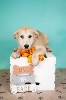 Husky Dogs Available for Adoption in Brighton, Colorado - 335-26 | PetCurious