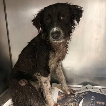 Collie Dogs Available for Adoption - Salami | PetCurious