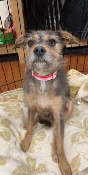 Willow -  Yorkshire Terrier Dog for Adoption in Mauston, Wisconsin - Willow | PetCurious