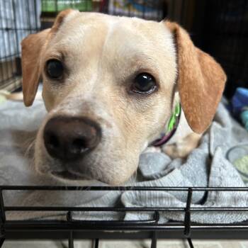Buzz -  Mixed Breed Dog for Adoption in San Francisco, California - Buzz | PetCurious