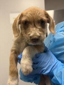 Kiwi -  Terrier and Mixed Breed Dog for Adoption in Fresno, California - Kiwi | PetCurious