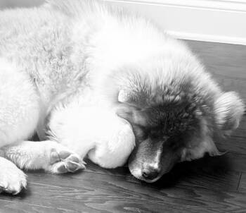 Akita and Mixed Breed Dogs Available for Adoption - Wookiee | PetCurious