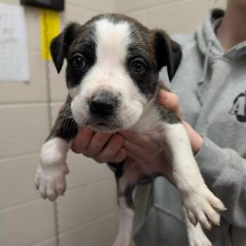 Mixed Breed Dogs Available for Adoption - Dickey | PetCurious