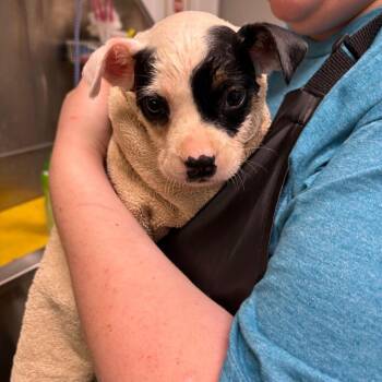 Terrier and Cattle Dog Dogs Available for Adoption in Galax, Virginia - Morgan | PetCurious