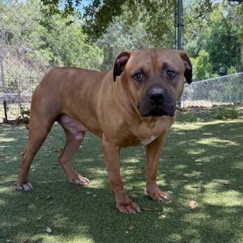 Mixed Breed Dogs Available for Adoption in Titusville, Florida - Bojangles | PetCurious