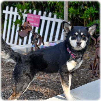 Husky and Shepherd Dogs Available for Adoption - Yvonne | PetCurious