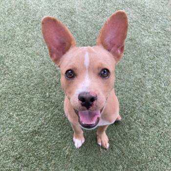 Carver -  Terrier and Pit Bull Terrier Dog for Adoption in Hawthorne, California - Carver | PetCurious