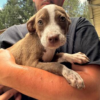FREEDA -  American Staffordshire Terrier and Cattle Dog Dog for Adoption in Richmond, California - FREEDA | PetCurious