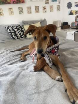 Mickey -  Hound Dog for Adoption in Mckinney, Texas - Mickey | PetCurious