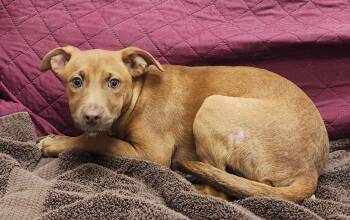 Labrador Retriever Dogs Available for Adoption in Little Rock, Arkansas - Breezy | PetCurious