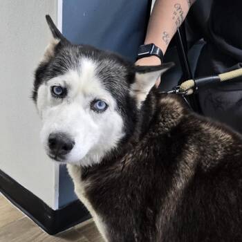 Siberian Husky Dogs Available for Adoption in Newark, New Jersey - Sweetie | PetCurious