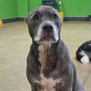 Sophi -  Mixed Breed Dog for Adoption in Alabaster, Alabama - Sophi | PetCurious