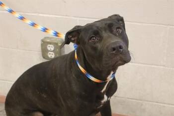 PIP -  Mixed Breed Dog for Adoption in Columbia, South Carolina - PIP | PetCurious