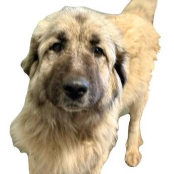 Anatolian Shepherd Dogs Available for Adoption in Red Bluff, California - Maeve | PetCurious