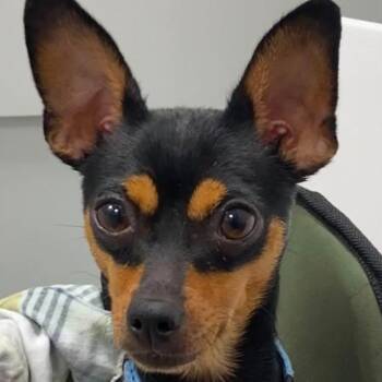 Yara -  Chihuahua Dog for Adoption in Calgary, Alberta - Yara | PetCurious