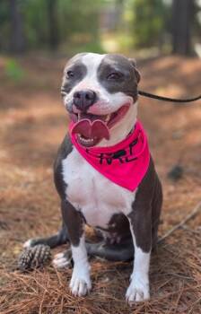Rescue Pit Bull Terrier Dogs for Adoption in Morton Grove, Illinois - Bea | PetCurious