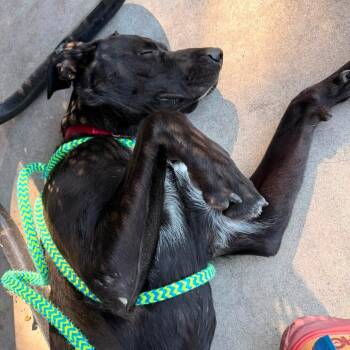 Wilder -  Cane Corso and Mixed Breed Dog for Adoption in Fargo, North Dakota - Wilder | PetCurious