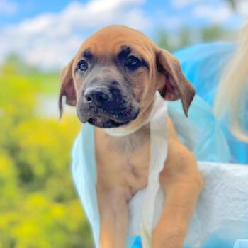 Briar -  Mixed Breed Dog for Adoption in Hendersonville, North Carolina - Briar | PetCurious