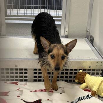 Mixed Breed Dogs Available for Adoption in Oak Brook, Illinois - Moana | PetCurious