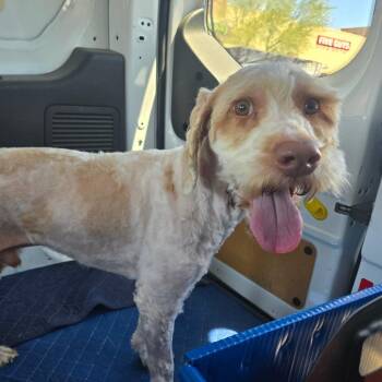 Ted Lasso -  Miniature Poodle and Yellow Labrador Retriever Dog for Adoption in Oceanside, California - Ted Lasso | PetCurious