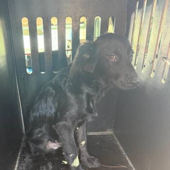 Obsidian -  Flat Coated Retriever and Mixed Breed Dog for Adoption in Montgomery, Alabama - Obsidian | PetCurious