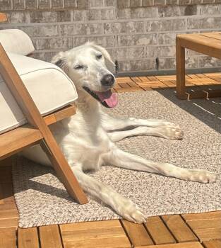 Rescue Saluki Dogs for Adoption - Medina | PetCurious