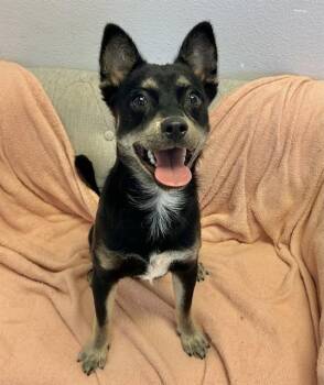 TRUE -  Border Terrier and Chihuahua Dog for Adoption in Salinas, California - TRUE | PetCurious