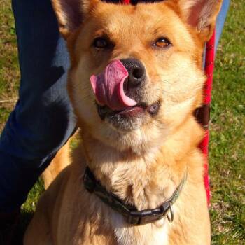Shepherd and Mixed Breed Dogs Available for Adoption in Newark, New Jersey - Todd | PetCurious