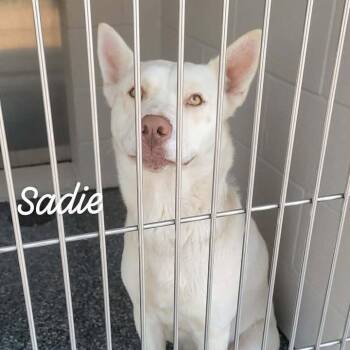 Husky and Mixed Breed Dogs Available for Adoption in Buchanan Dam, Texas - Sadie | PetCurious